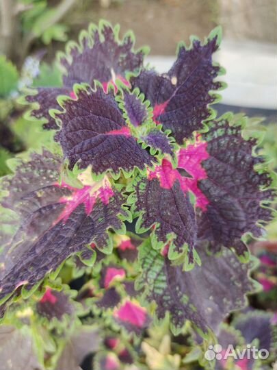 Колеусы срезы