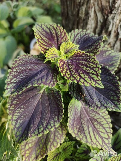 Колеусы срезы