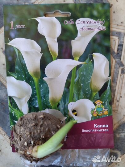 Домашние растения цветы