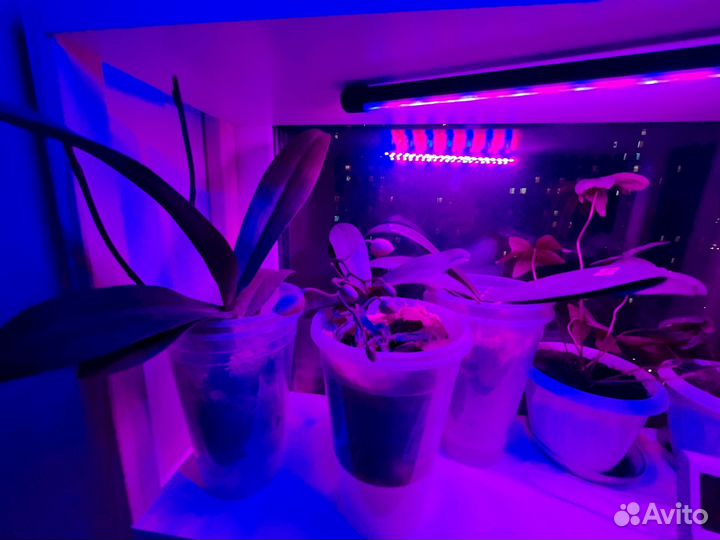 Орхидея фаленопсис 10 штук