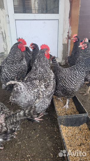 Цыплята мехеленской кукушки