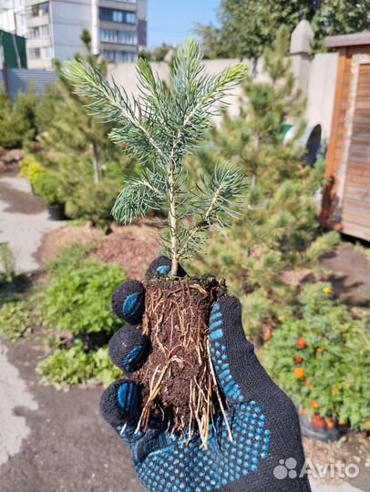 Саженцы голубой ели