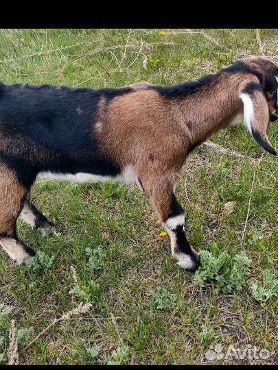 С/х животные