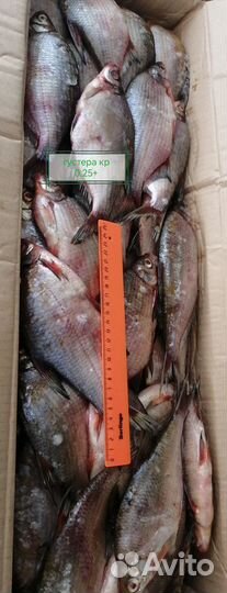 Лещ густера, синец жерех, налим свежемороженая