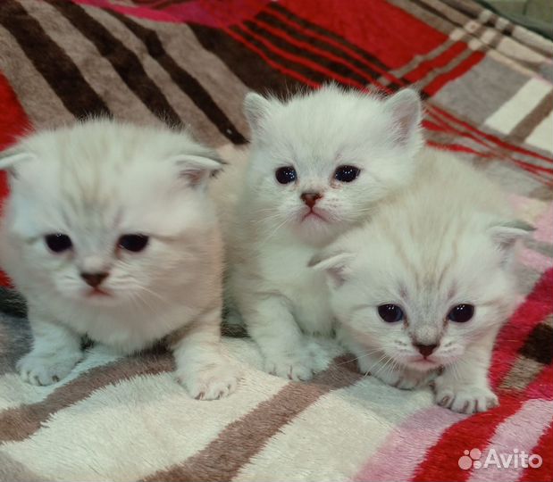 Роскошные шотландские котята