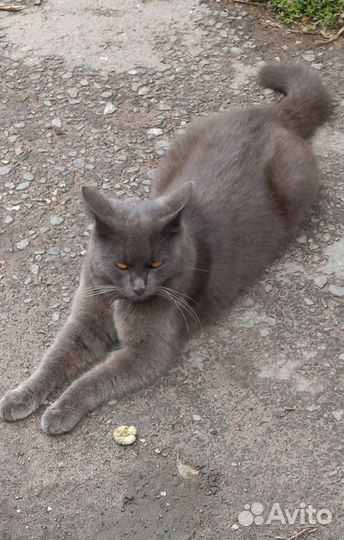 Кот британец