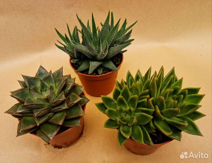 Кактусы и суккуленты