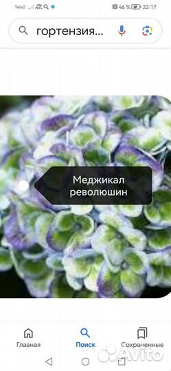 Крупнолистные гортензии