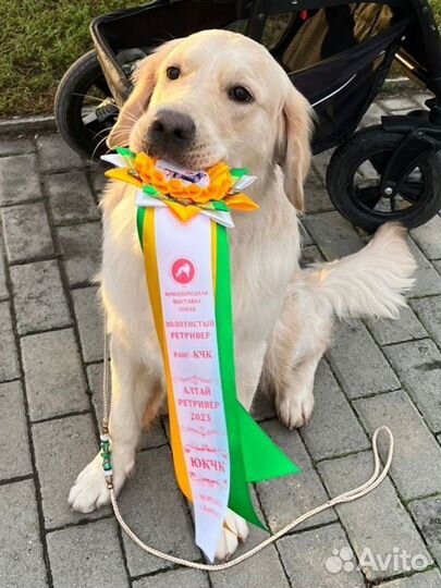 Золотистый ретривер вязка