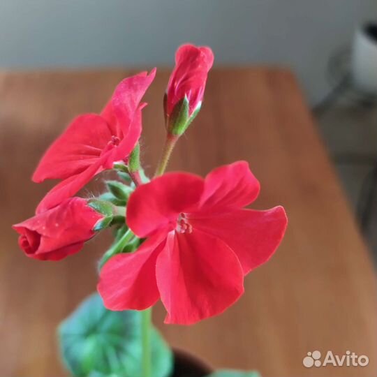 Пеларгония герань