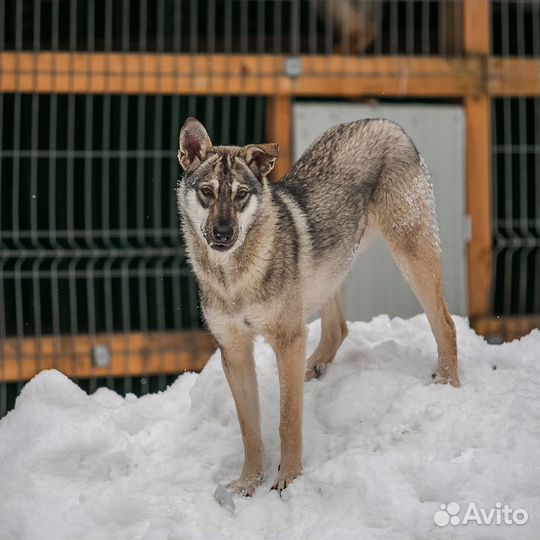 Метис кошки с собакой в добрые руки