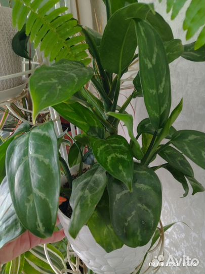 Комнатные растения