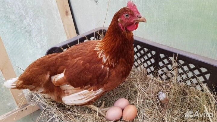 Продам курочек несушек