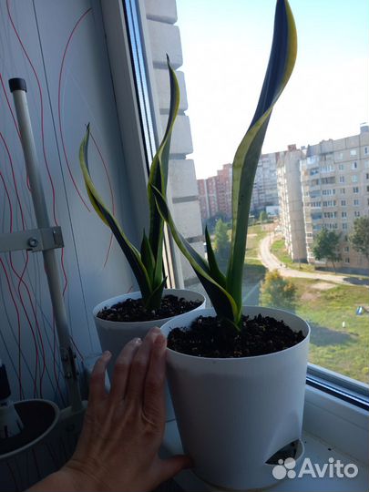 Сансевиерия (Блек голд)