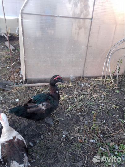 Продам индоуток