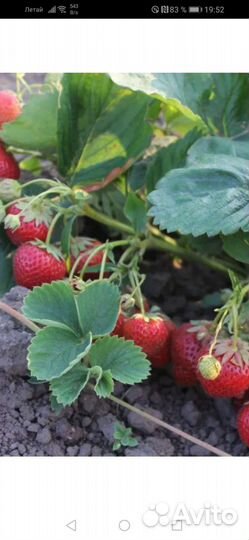 Рассада клубники