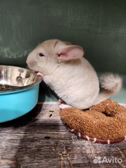 Шиншилла с витриной