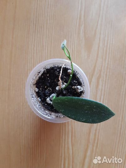 Хойи, мюленбекия