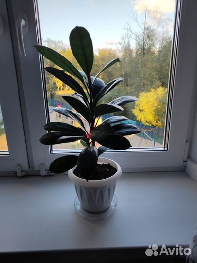 Замиокулькас, фикус