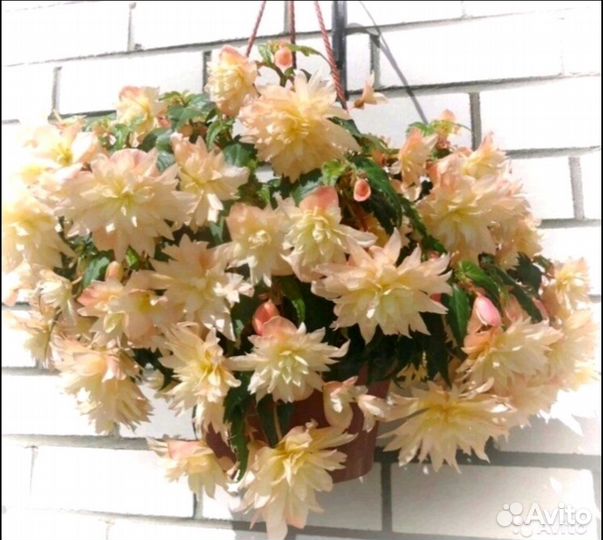 Бегонии в кашпо