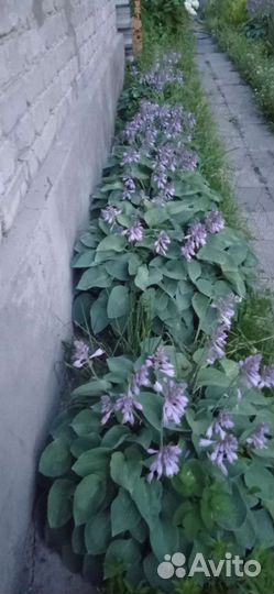 Крупномеры сортовых хост