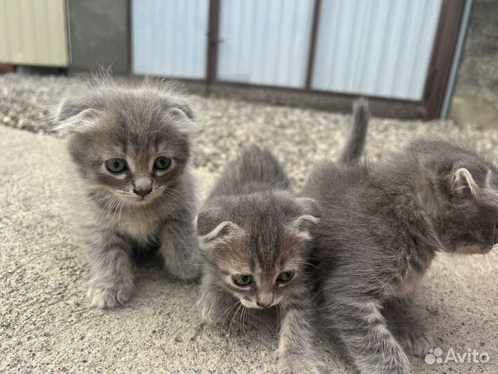 Вислоухие котята