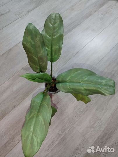 Аглаонема Люмина
