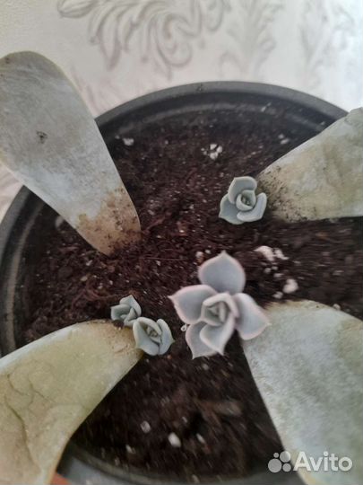 Суккуленты