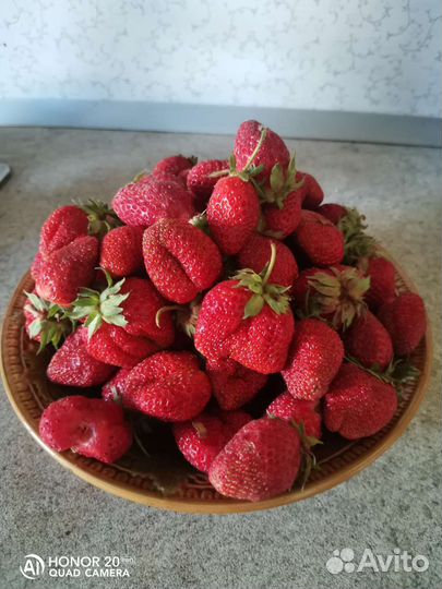 Клубника, земляника саженцы