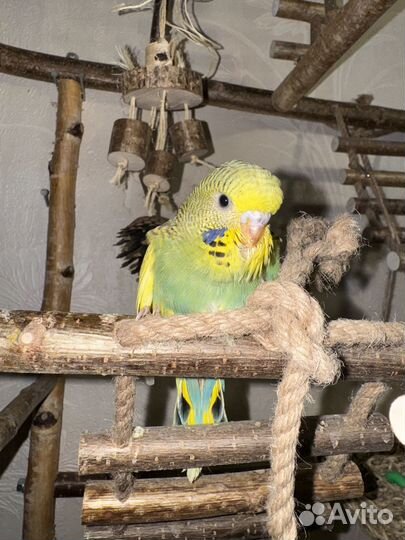 Птенцы Выставочного Волнистого попугая чех