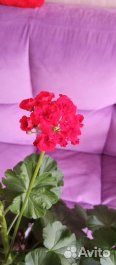 Красная герань