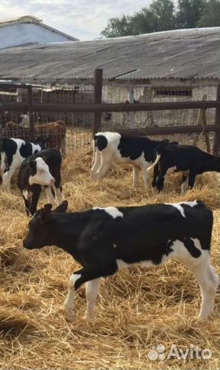 Холмогоры Голштины Бычки Тёлки