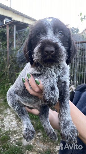 Щенок дратхаара