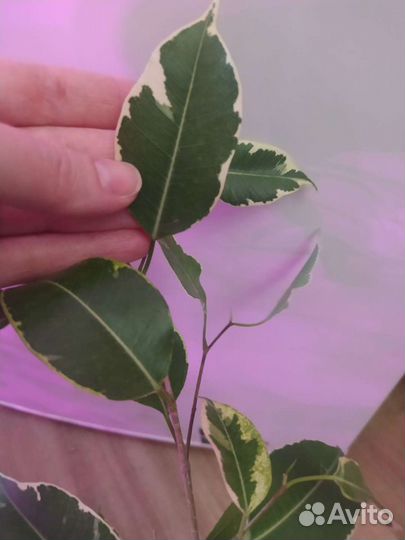 Фикус Бенджамин твилайт