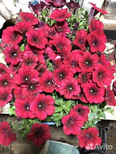 Подвесные кашпо и рассада сурфинии и петунии