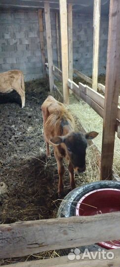 Телята телки