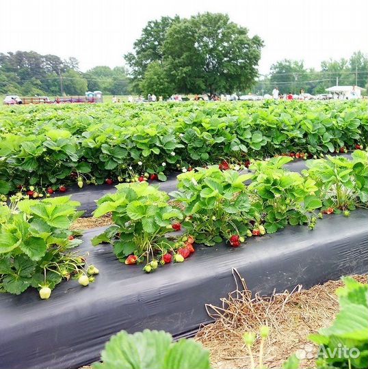 Пленка для клубники с отверстиями