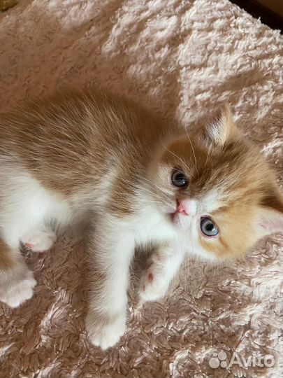 Котята экзоты