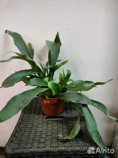 Монстера вариегат.Калатея, алоказия, филодендрон