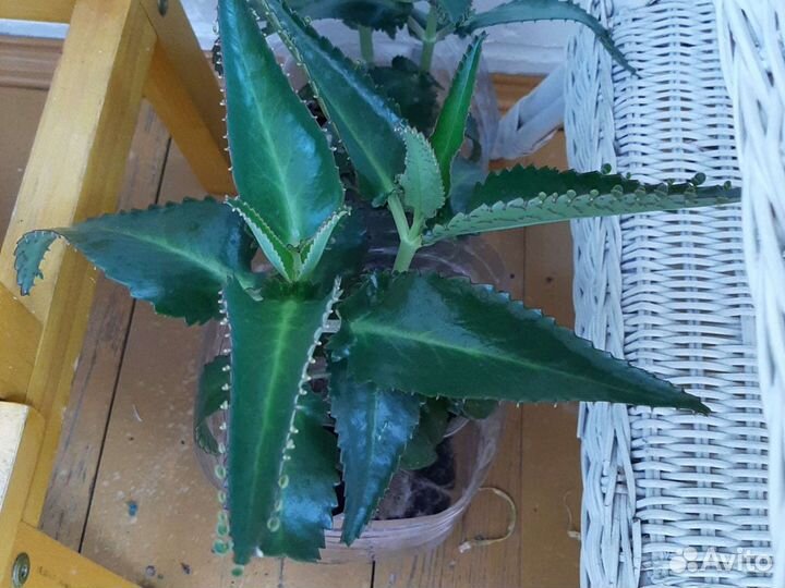 Каланхоэ - Чихунчик