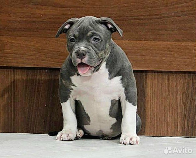 Американский булли