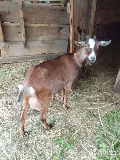 Козы заанинские