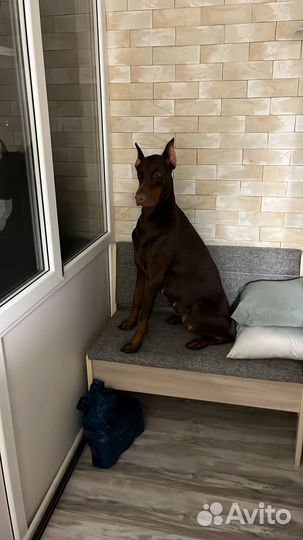 Доберман вязка