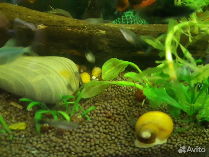 Аквариумные рыбки,креветки, грунт, криптокорина