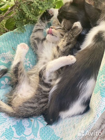 Котята в добрые руки 2 месяца
