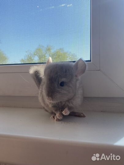 Малыши шиншиллы
