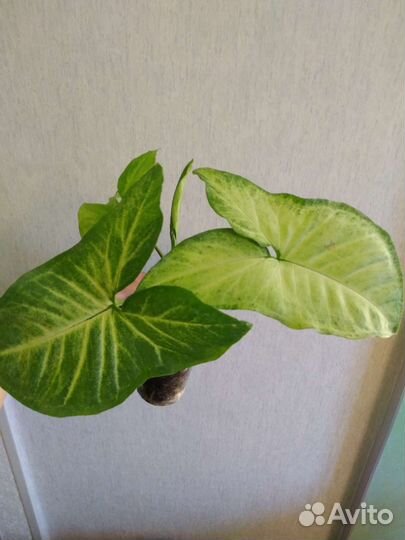 Комнатные растения цветы