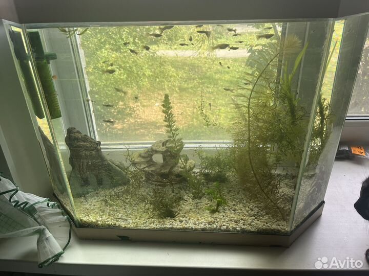 Аквариум