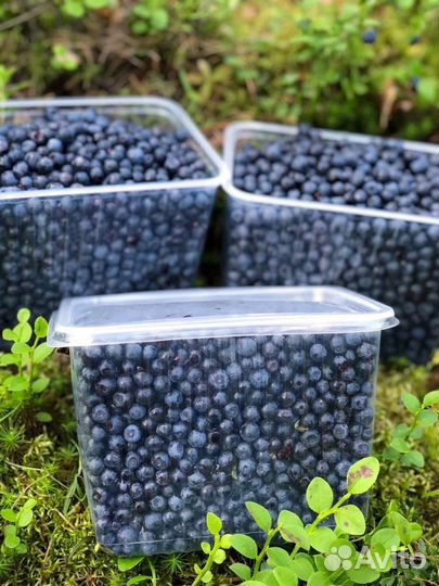 Черника, голубика