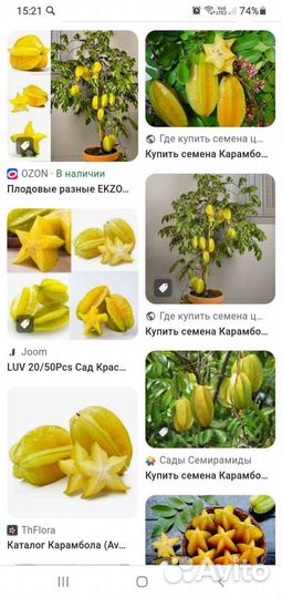 Семена карамболы